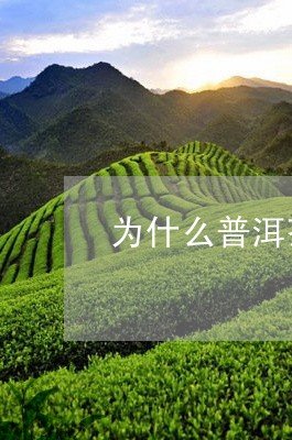 为什么普洱茶有茶垢呢还能喝/2023052889491