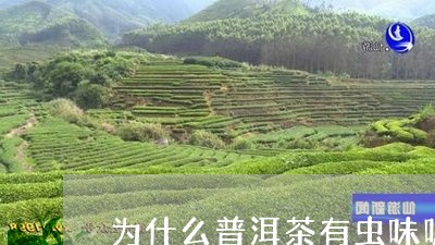 为什么普洱茶有虫味呢怎么办/2023082858341