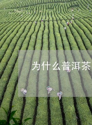 为什么普洱茶有虫味呢能喝吗/2023110474937