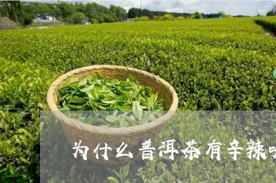 为什么普洱茶有辛辣味/2023061735249