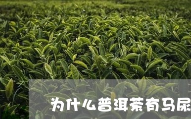 为什么普洱茶有马尿味儿/2023102545948