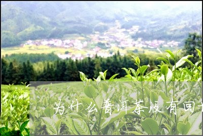 为什么普洱茶没有回甘/2023062244138