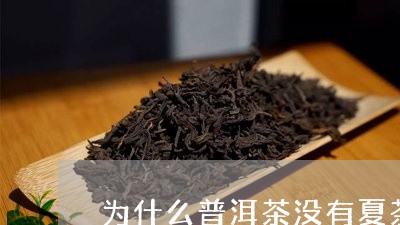 为什么普洱茶没有夏茶/2023100754736