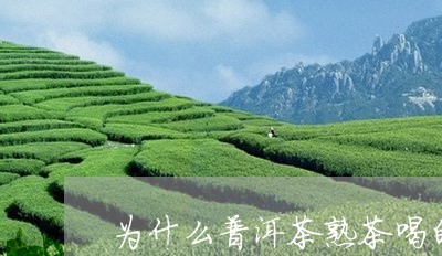 为什么普洱茶熟茶喝的人少/2023112908281