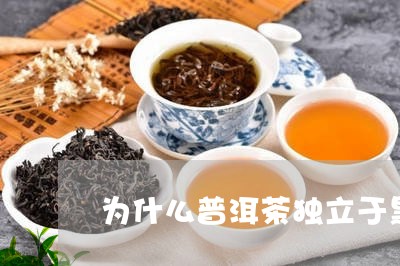 为什么普洱茶独立于黑茶/2023120719389