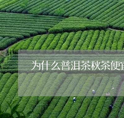 为什么普洱茶秋茶便宜/2023101740714