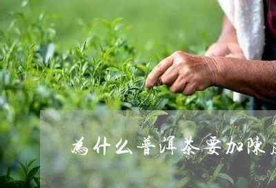 为什么普洱茶要加陈皮/2023062325268