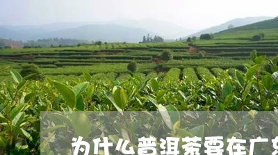 为什么普洱茶要在广东发酵/2023082882616