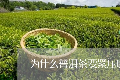 为什么普洱茶要紧压呢/2023062358626