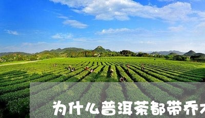 为什么普洱茶都带乔木香味/2023110473714