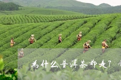 为什么普洱茶都是7饼/2023120778269