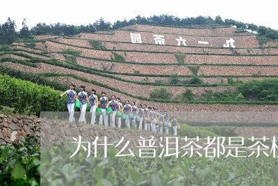 为什么普洱茶都是茶梗/2023120712925