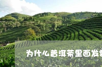 为什么普洱茶里面发霉/2023080145817