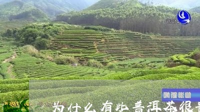 为什么有些普洱茶很贵/2023062541406