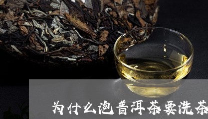 为什么泡普洱茶要洗茶/2023120738581