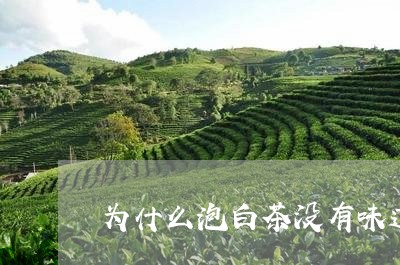 为什么泡白茶没有味道/2023092664946