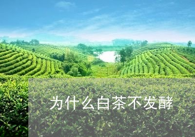 为什么白茶不发酵/2023061400603