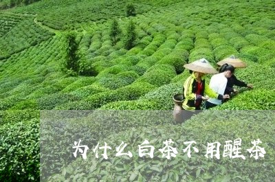 为什么白茶不用醒茶/2023071469469