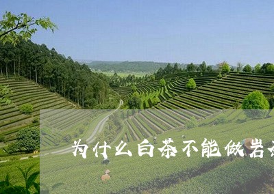 为什么白茶不能做岩茶/2023092679403