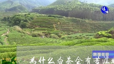 为什么白茶会有苦涩感/2023092694046