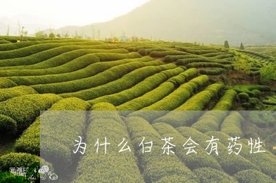 为什么白茶会有药性/2023081154920