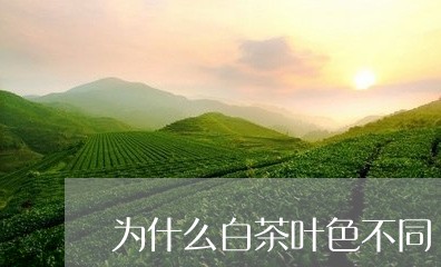 为什么白茶叶色不同/2023121603927