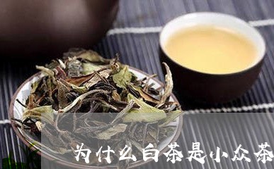 为什么白茶是小众茶/2023121674737