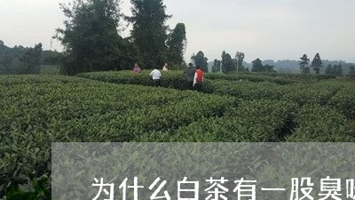 为什么白茶有一股臭味/2023092796047