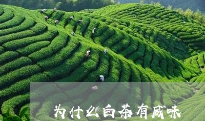 为什么白茶有咸味/2023061449594