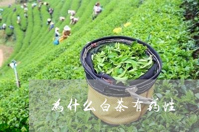 为什么白茶有药性/2023061410746