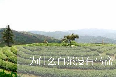 为什么白茶没有马蹄/2023071456948