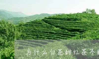 为什么白茶甜红茶不甜/2023092764140