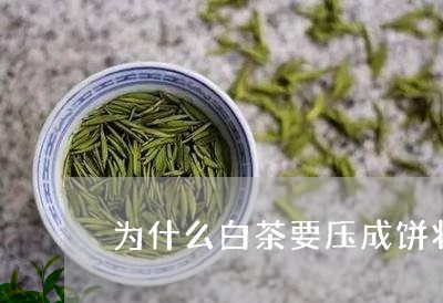 为什么白茶要压成饼状/2023092773934