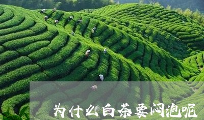 为什么白茶要闷泡呢/2023121683747