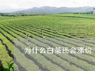 为什么白茶还会涨价/2023081275059