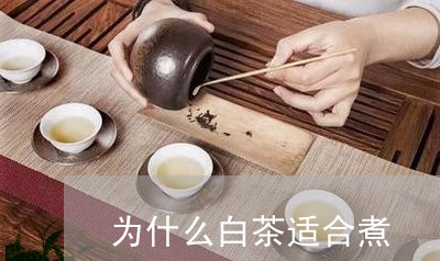 为什么白茶适合煮/2023061425847