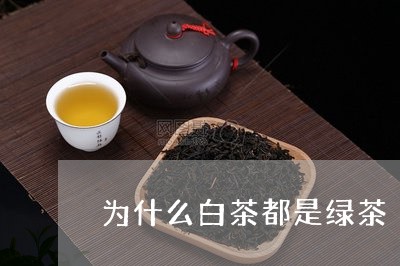 为什么白茶都是绿茶/2023081267361