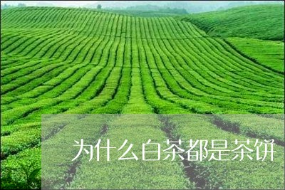 为什么白茶都是茶饼/2023071447382