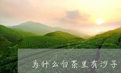 为什么白茶里有沙子/2023071471472