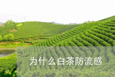 为什么白茶防流感/2023061450483