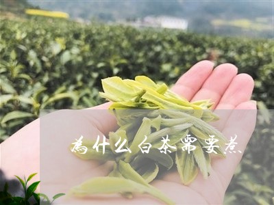 为什么白茶需要煮/2023061405251