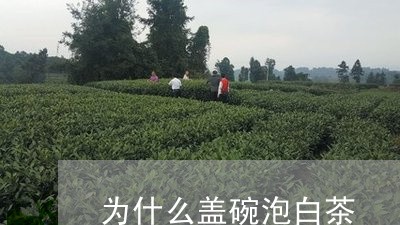 为什么盖碗泡白茶/2023061415068