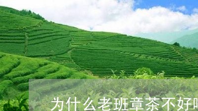 为什么老班章茶不好喝/2023092457384