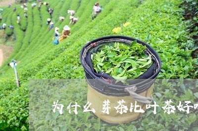 为什么芽茶比叶茶好喝/2023071471503