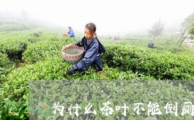 为什么茶叶不能倒厕所/2023061030391