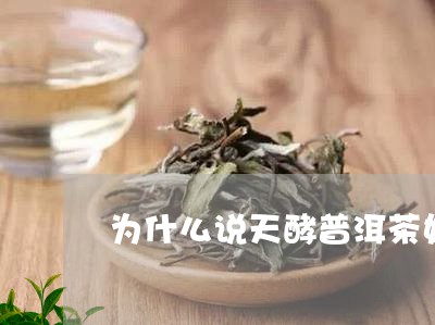 为什么说天酵普洱茶好喝/2023110102915