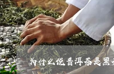 为什么说普洱茶是黑茶/2023063023727