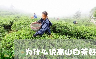 为什么说高山白茶好喝/2023092772783