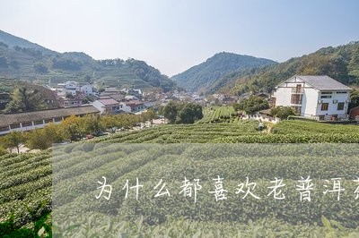 为什么都喜欢老普洱茶饼/2023050589505