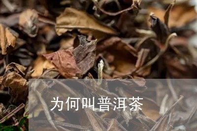 为何叫普洱茶/2023042902399